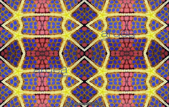 : PHOTOMONTURE, Graphic structure on underside of : PHOTOMONTURE, Graphic structure on underside of