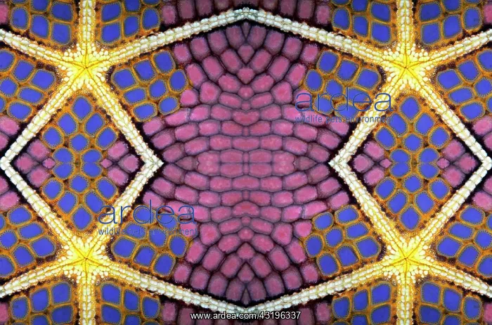 : PHOTOMONTURE, Graphic structure on underside of : PHOTOMONTURE, Graphic structure on underside of