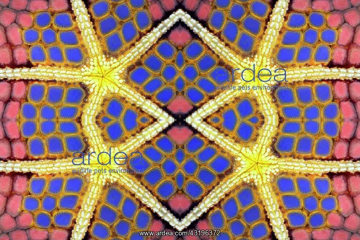 : PHOTOMONTURE, Graphic structure on underside of : PHOTOMONTURE, Graphic structure on underside of