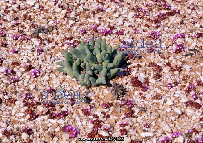 : PHYLLOBOLUS DIGITATUS - situated in Quartz field : PHYLLOBOLUS DIGITATUS - situated in Quartz field