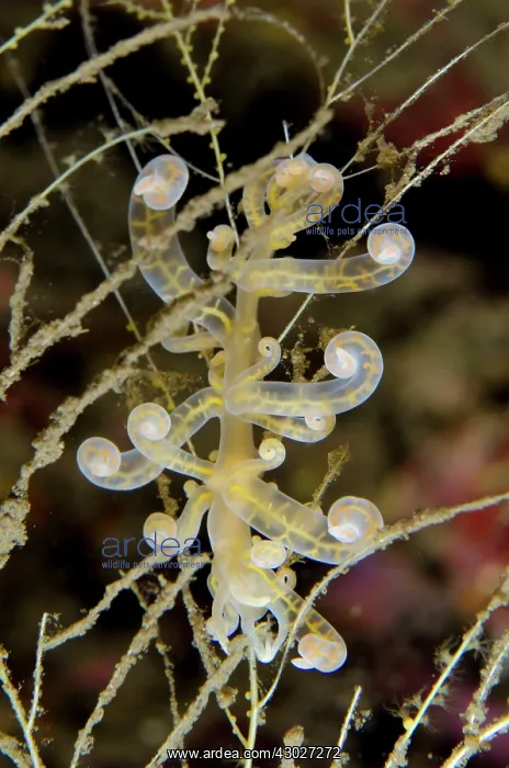 : Phyllodesmium Nudibranch : Phyllodesmium Nudibranch