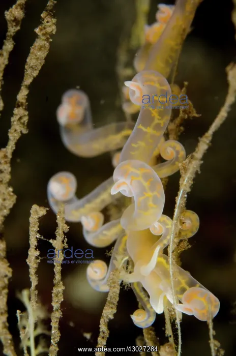 : Phyllodesmium Nudibranch : Phyllodesmium Nudibranch