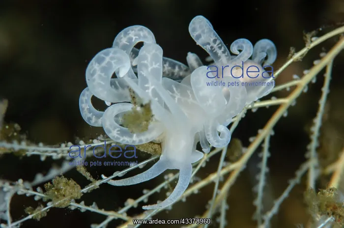: Phyllodesmium Nudibranch : Phyllodesmium Nudibranch