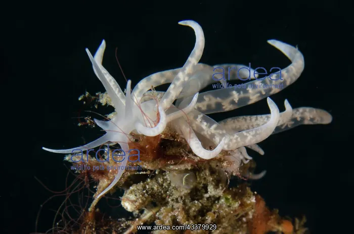 : Phyllodesmium Nudibranch on hydroid : Phyllodesmium Nudibranch on hydroid