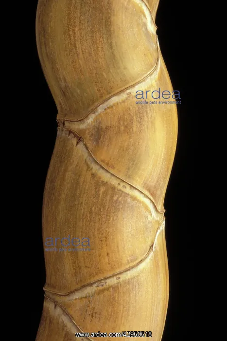 : Phyllostachys pubescens h. Kikko'. Rare and appreciated : Phyllostachys pubescens h. Kikko'. Rare and appreciated