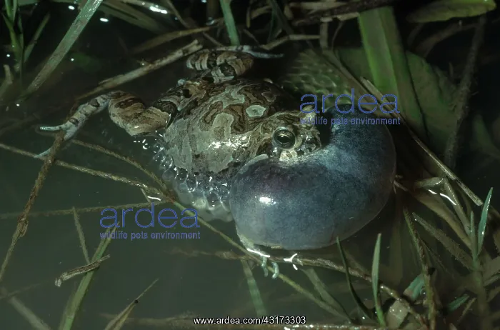 : Physalaemus biligonigerus : Physalaemus biligonigerus