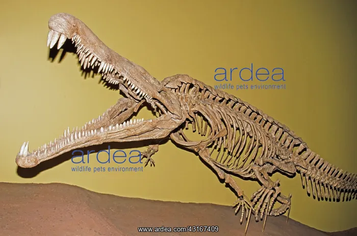 : Phytosaur Fossil : Phytosaur Fossil