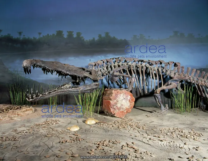 : Phytosaur Fossil - late Triassic : Phytosaur Fossil - late Triassic