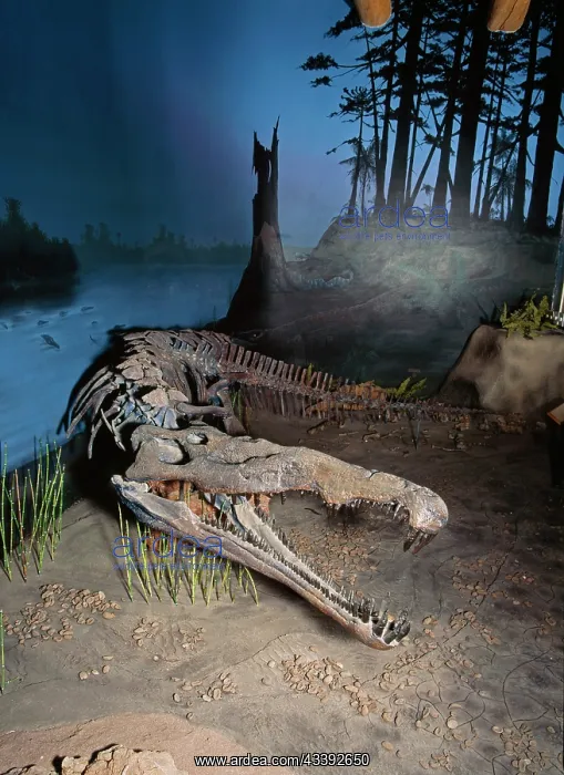: PHYTOSAUR / PARASUCHIAN - FOSSIL SKELETON : PHYTOSAUR / PARASUCHIAN - FOSSIL SKELETON