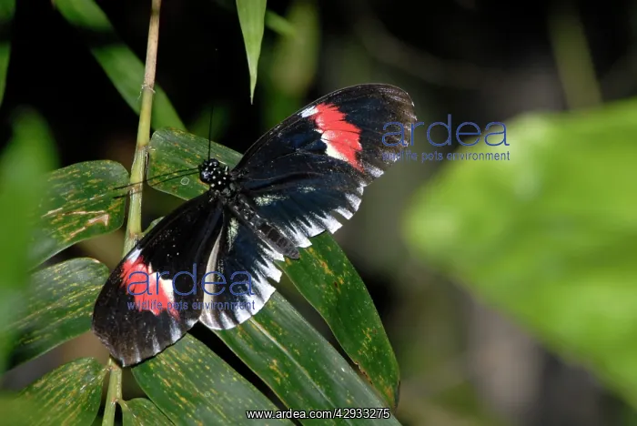 : Piano Key butterfly : Piano Key butterfly