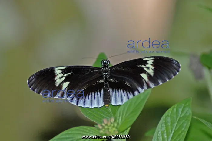 : Piano Key butterfly : Piano Key butterfly