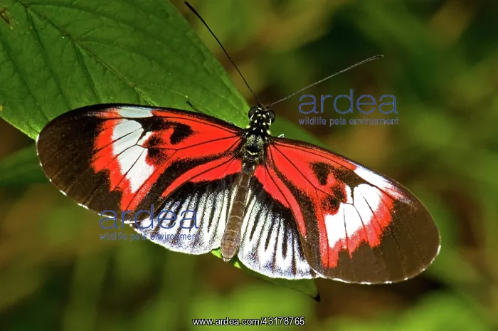 : Piano Key Butterfly : Piano Key Butterfly