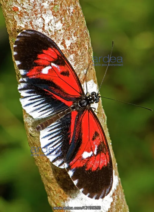 : Piano Key Butterfly : Piano Key Butterfly