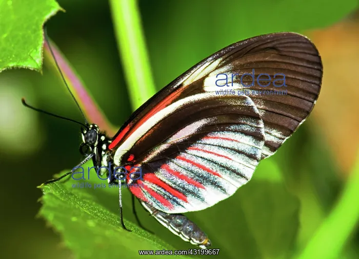 : Piano Key Butterfly : Piano Key Butterfly