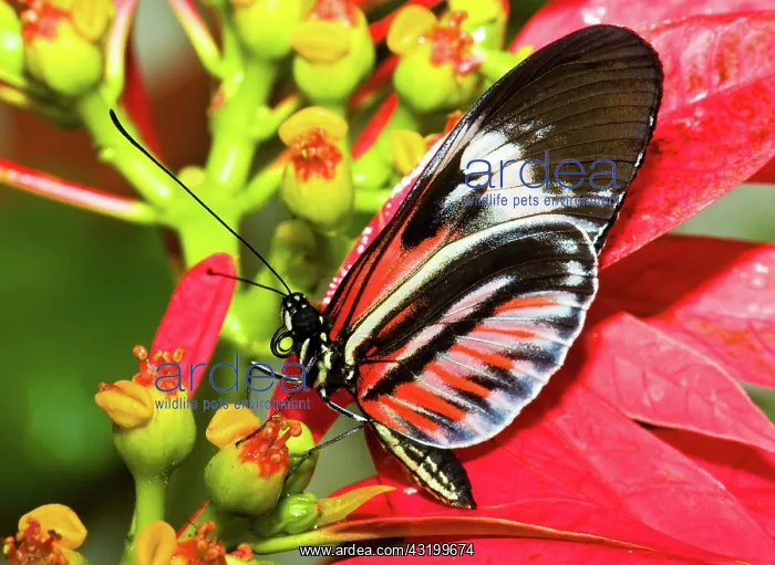 : Piano Key Butterfly : Piano Key Butterfly