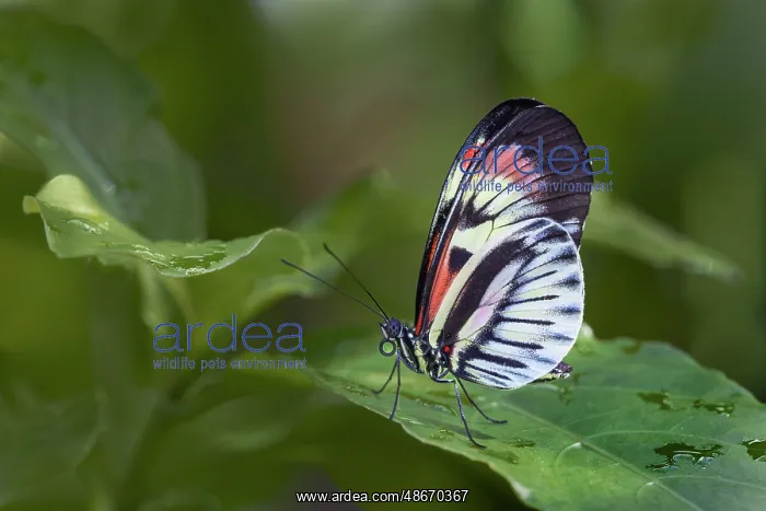 : Piano key or Postman butterfly : Piano key or Postman butterfly