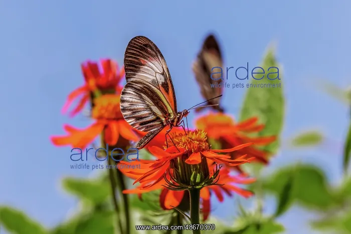 : Piano key or Postman butterfly : Piano key or Postman butterfly
