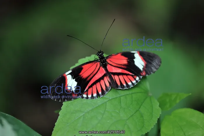 : Piano Key / Postman Butterfly - resting on leaf : Piano Key / Postman Butterfly - resting on leaf