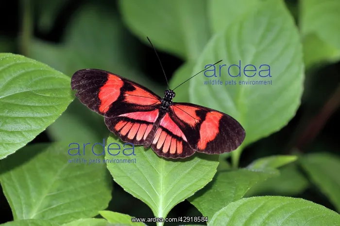 : Piano Key / Postman Butterfly - resting on leaf : Piano Key / Postman Butterfly - resting on leaf