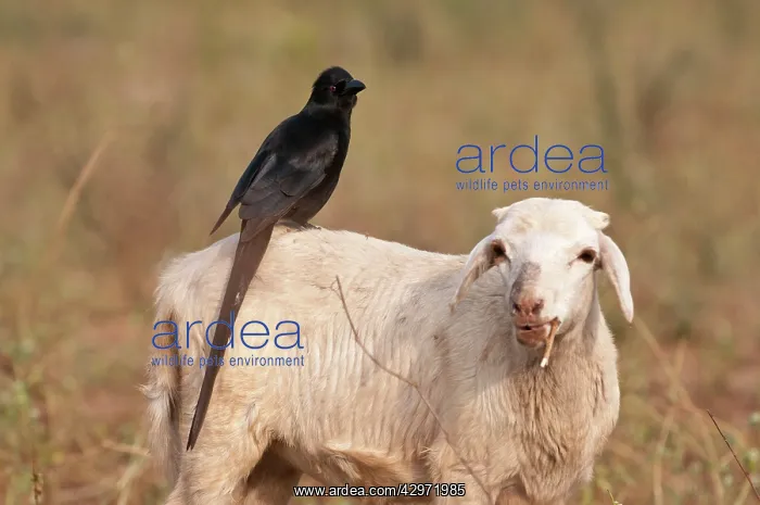 : Piapiac - standing on back of sheep : Piapiac - standing on back of sheep