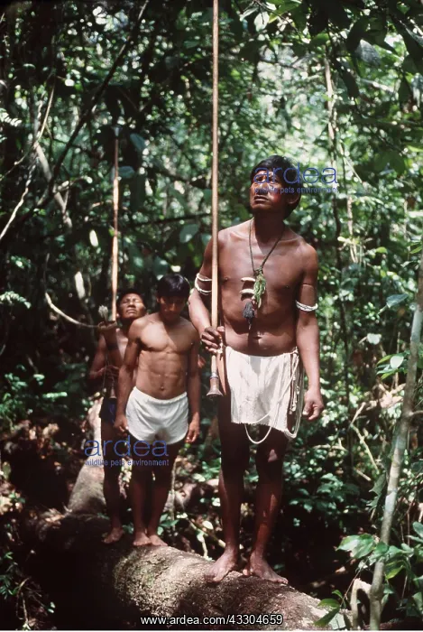 : PIAROA INDIANS - Blowpipe Hunting : PIAROA INDIANS - Blowpipe Hunting