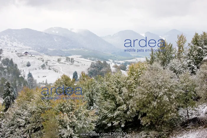 : The Piatra Craiulu mountains : The Piatra Craiulu mountains