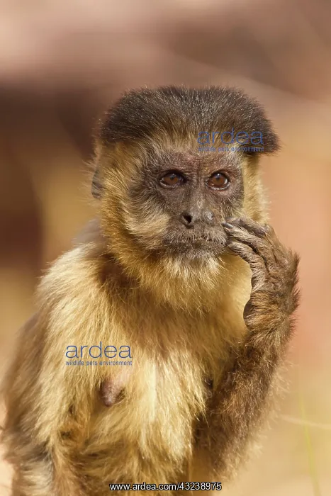 : Piaui, Brazil, Brown Capuchin, Cebus apella : Piaui, Brazil, Brown Capuchin, Cebus apella