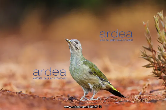 : PIC DE SHARPE OU PIC VERT IBERIQUE : PIC DE SHARPE OU PIC VERT IBERIQUE