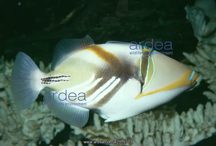 : Picasso / White-barred TRIGGERFISH / Picasso Fish : Picasso / White-barred TRIGGERFISH / Picasso Fish