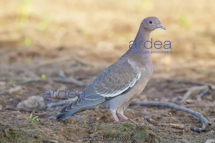 : Picazuro Pigeon : Picazuro Pigeon