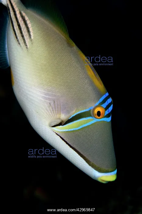 : Piccasso / Red Sea Triggerfish : Piccasso / Red Sea Triggerfish