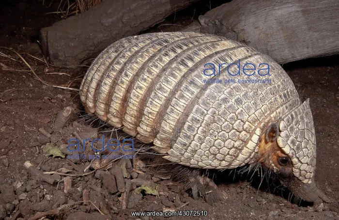 : Pichi Armadillo : Pichi Armadillo
