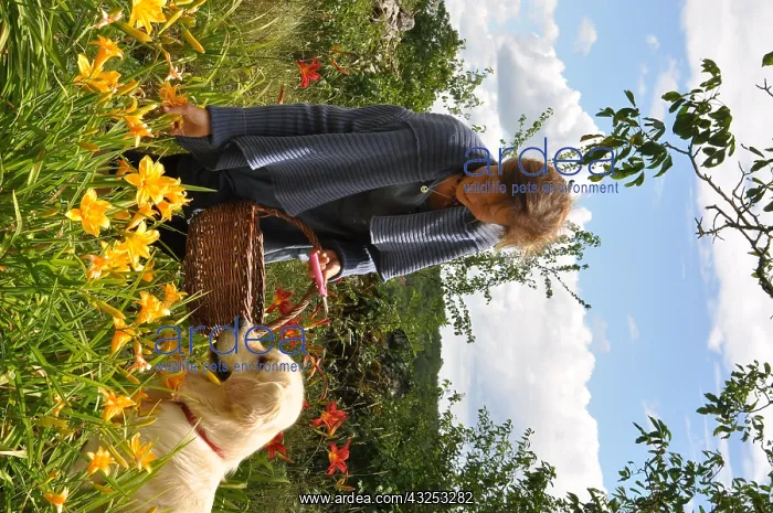 : Pick up of Hemerocalle passed flowers in a garden : Pick up of Hemerocalle passed flowers in a garden