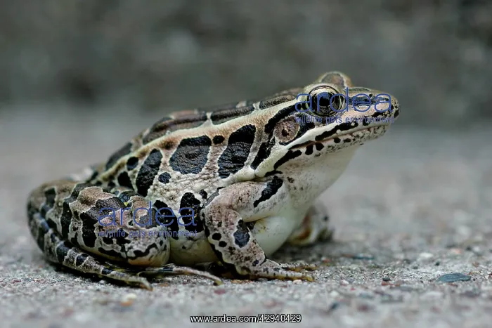  : Pickerel Frog