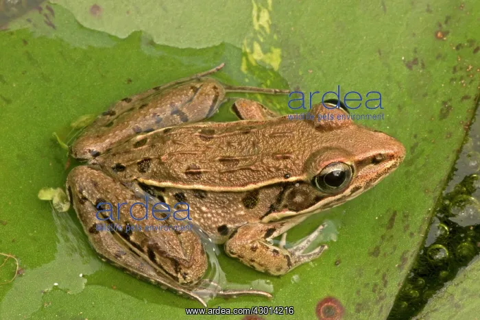  : Pickerel Frog
