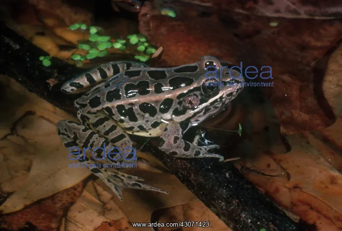 : Pickerel Frog : Pickerel Frog