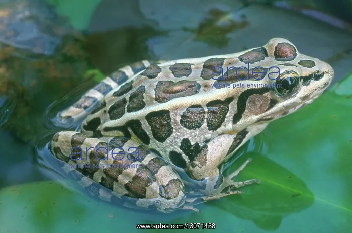 : Pickerel Frog : Pickerel Frog