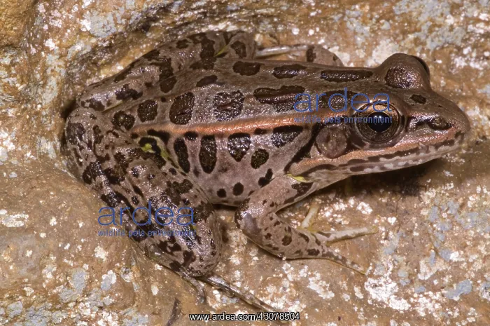 : Pickerel Frog