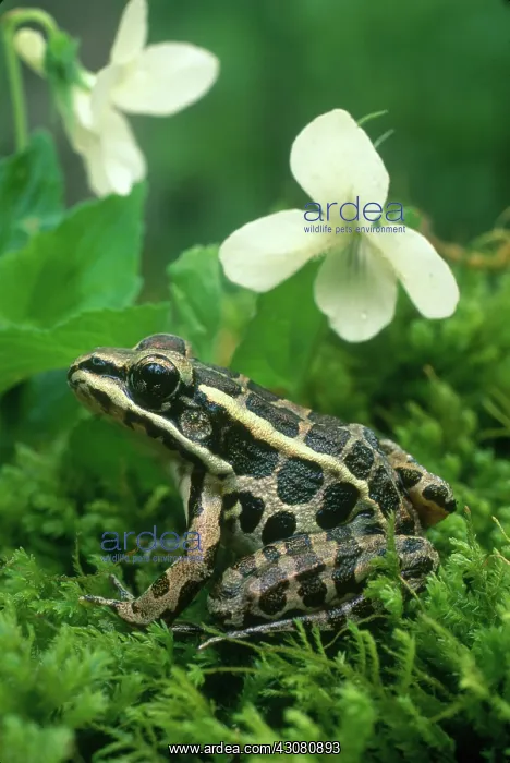: Pickerel Frog : Pickerel Frog