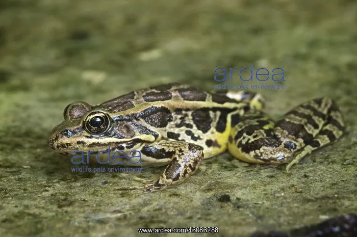 : Pickerel Frog : Pickerel Frog