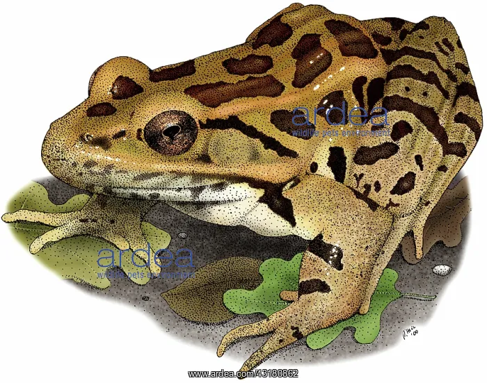 : Pickerel Frog : Pickerel Frog