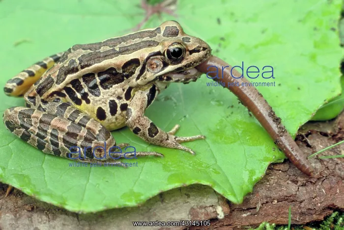 : Pickerel frog eating : Pickerel frog eating