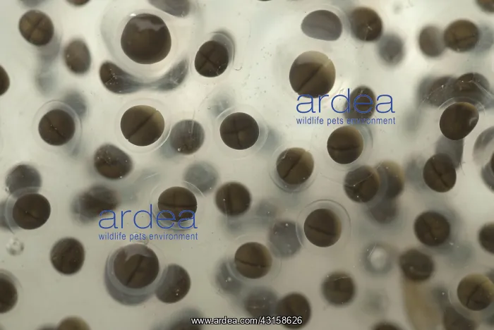 : Pickerel Frog Egg Mass : Pickerel Frog Egg Mass