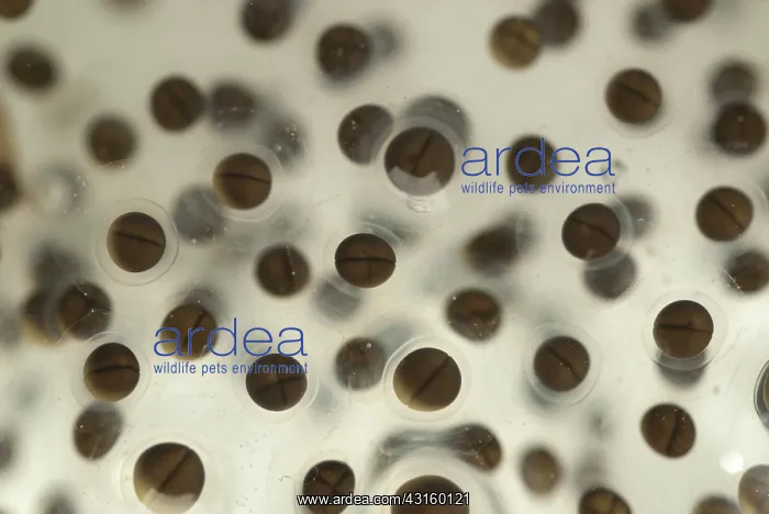 : Pickerel Frog Egg Mass : Pickerel Frog Egg Mass