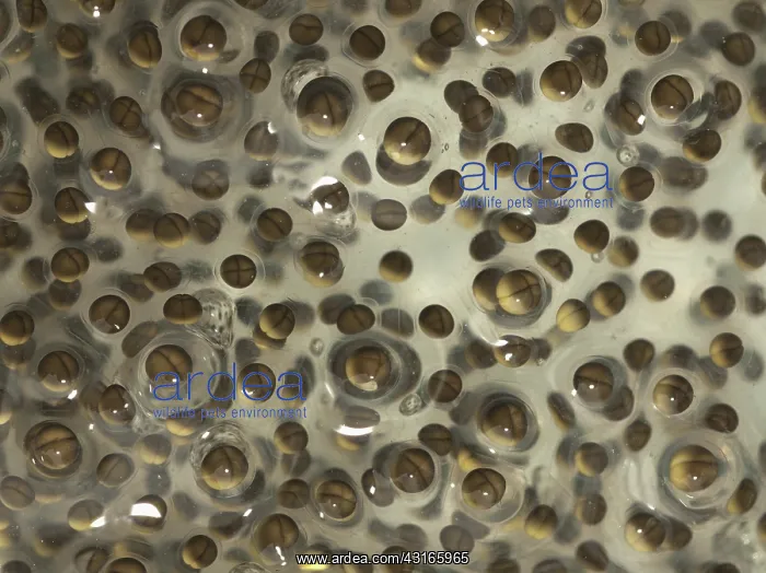 : Pickerel Frog Egg Mass : Pickerel Frog Egg Mass
