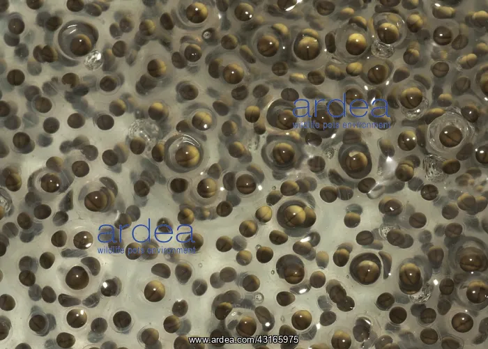 : Pickerel Frog Egg Mass : Pickerel Frog Egg Mass