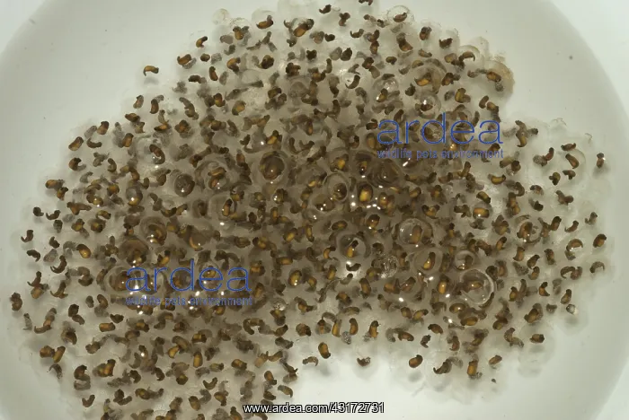 : Pickerel Frog Egg Mass : Pickerel Frog Egg Mass