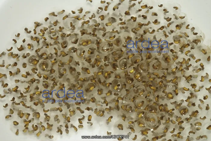 : Pickerel Frog Egg Mass : Pickerel Frog Egg Mass