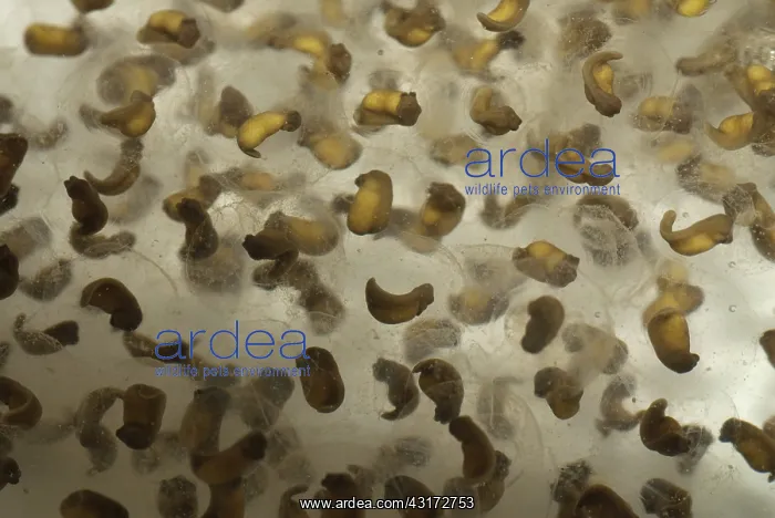 : Pickerel Frog Egg Mass : Pickerel Frog Egg Mass