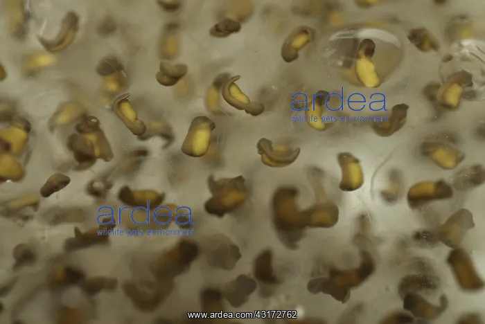 : Pickerel Frog Egg Mass : Pickerel Frog Egg Mass